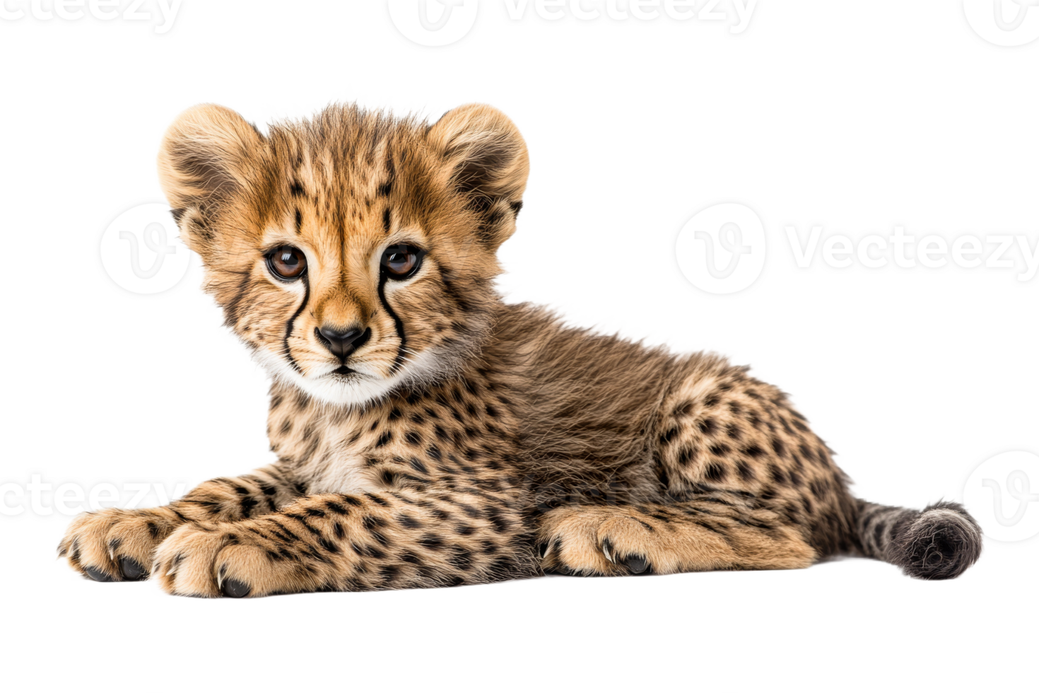 Cuddly young cheetah resting on a soft surface png