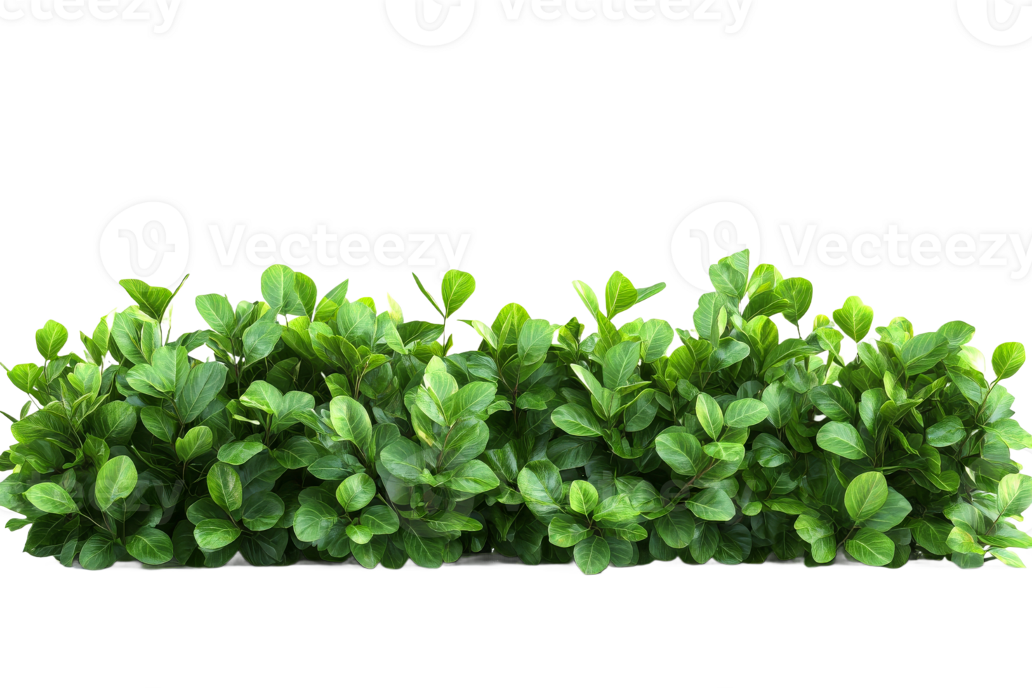 Vibrant green leaves arranged along a transparent background png