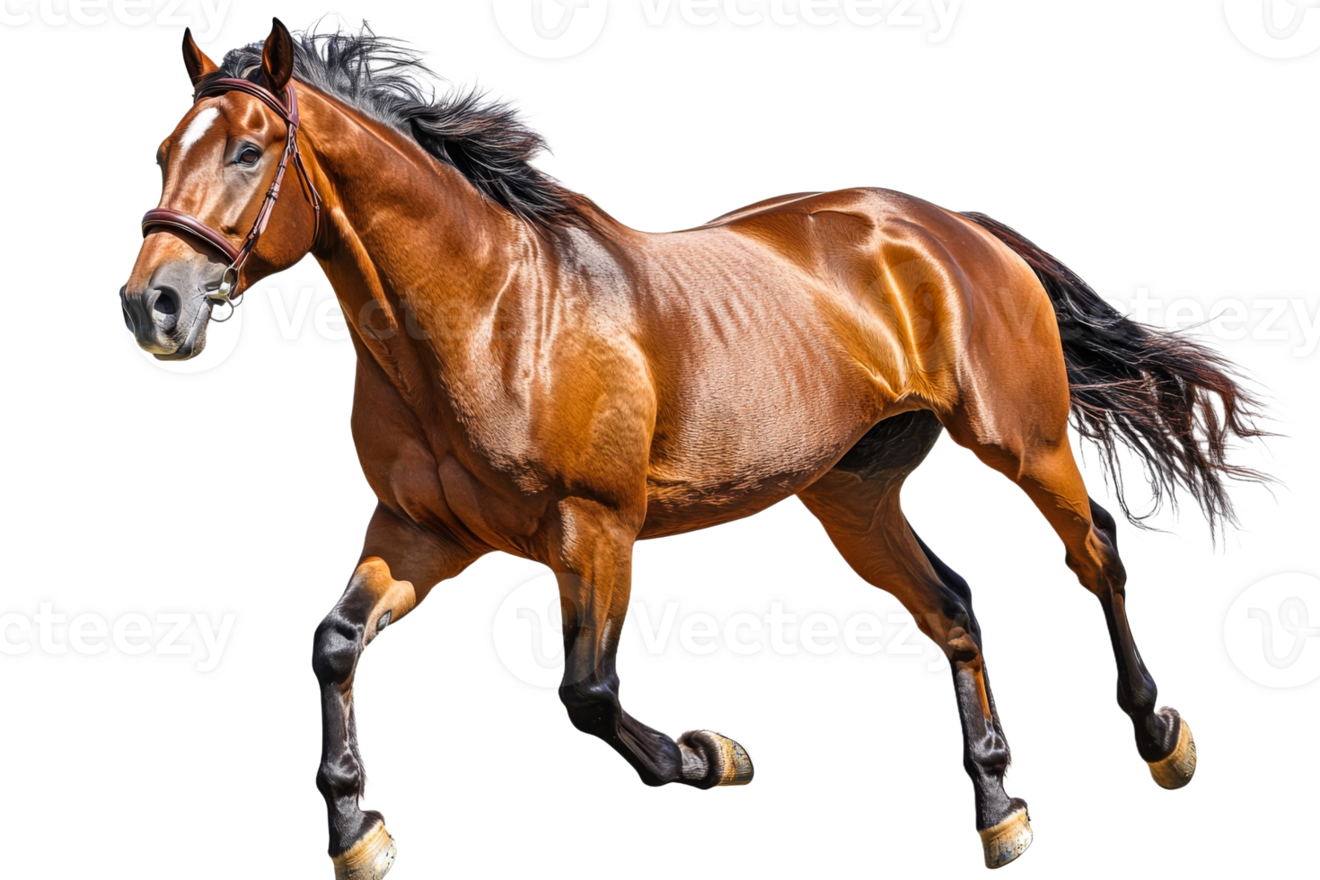Brown horse in motion on transparent background png