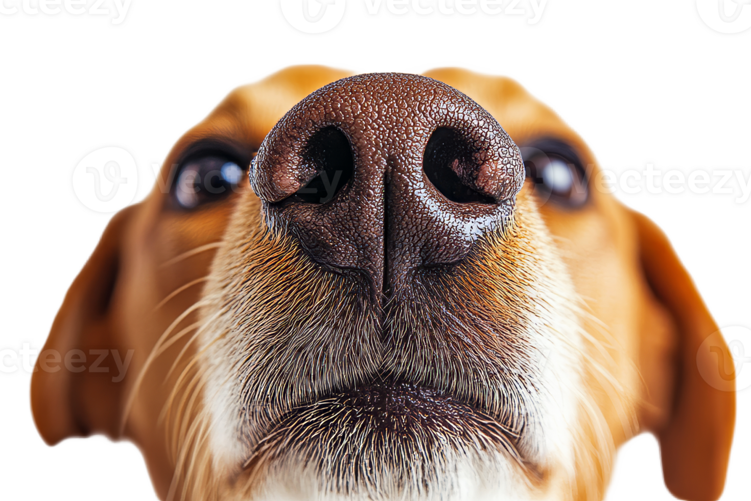 Close up view of a dogs nose and face details png