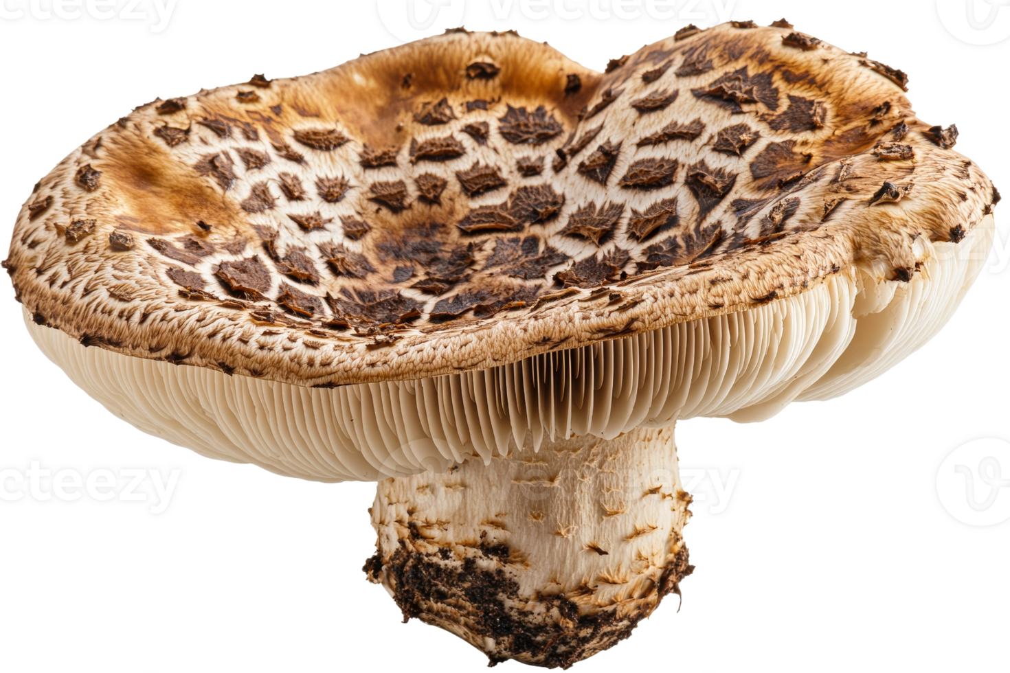 Brown and white patterned mushroom, transparent bg png