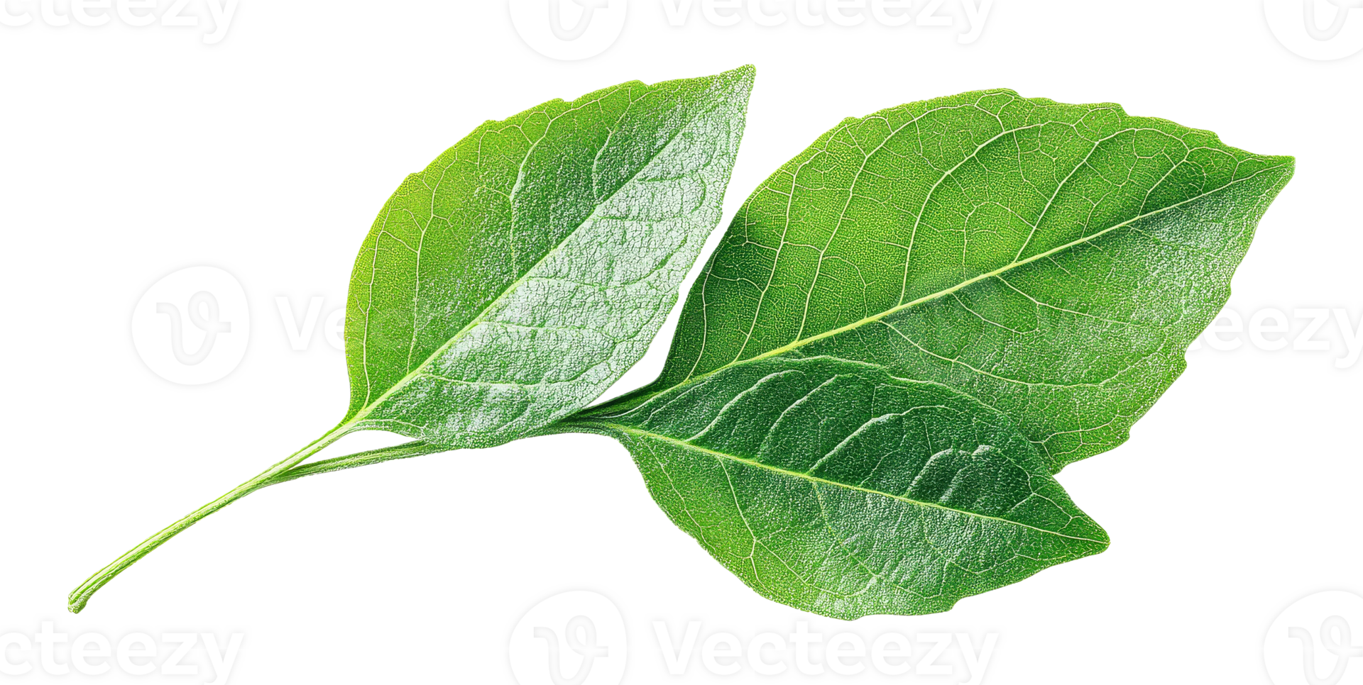 Green leaves with detailed texture on transparent background png