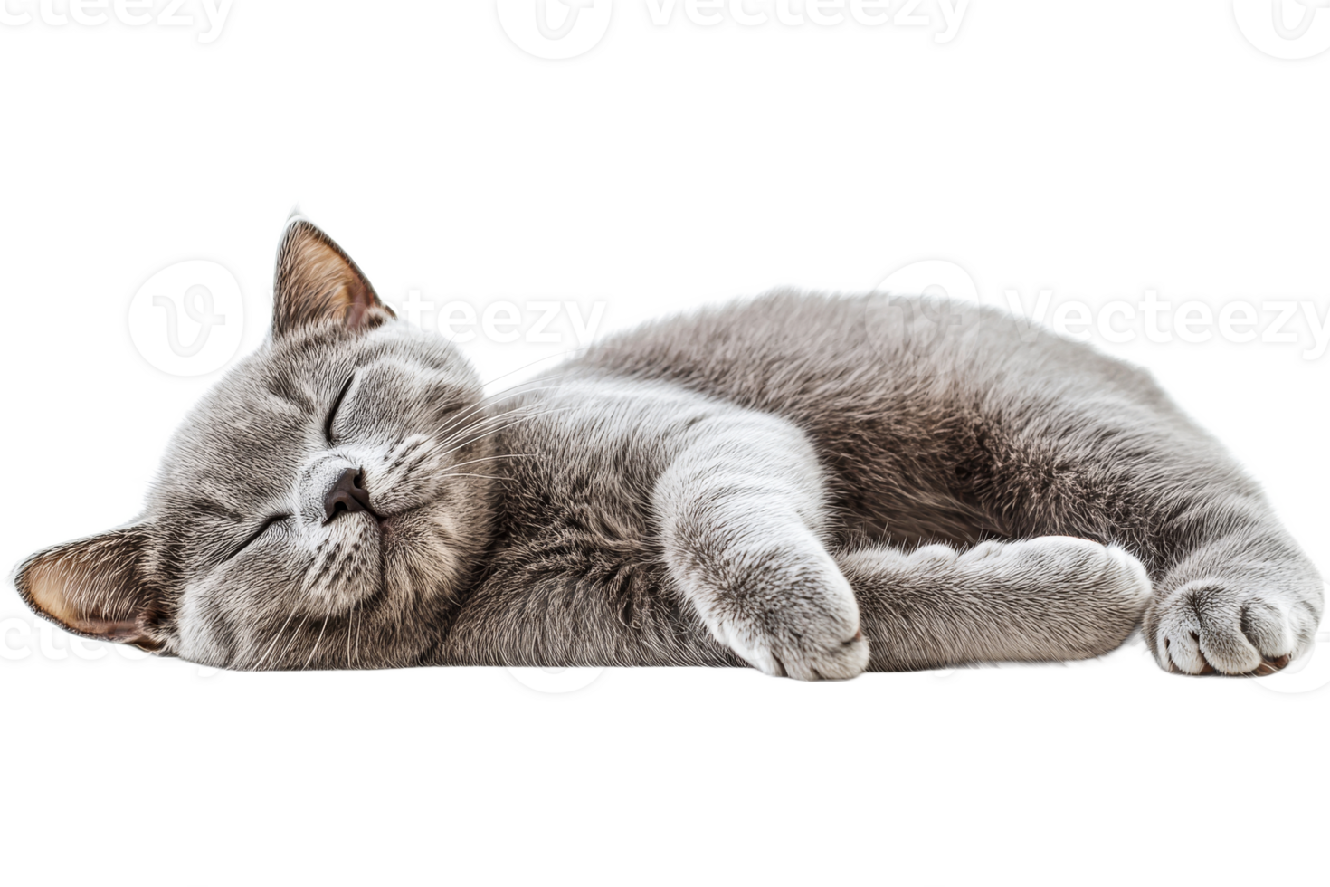 Gray cat sleeping peacefully on a soft surface png