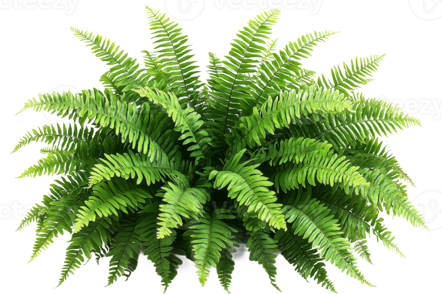 Lush green fern with detailed fronds for decoration png