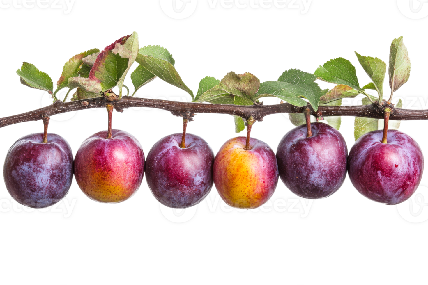 Fresh plums hanging on branch with leaves from tree png