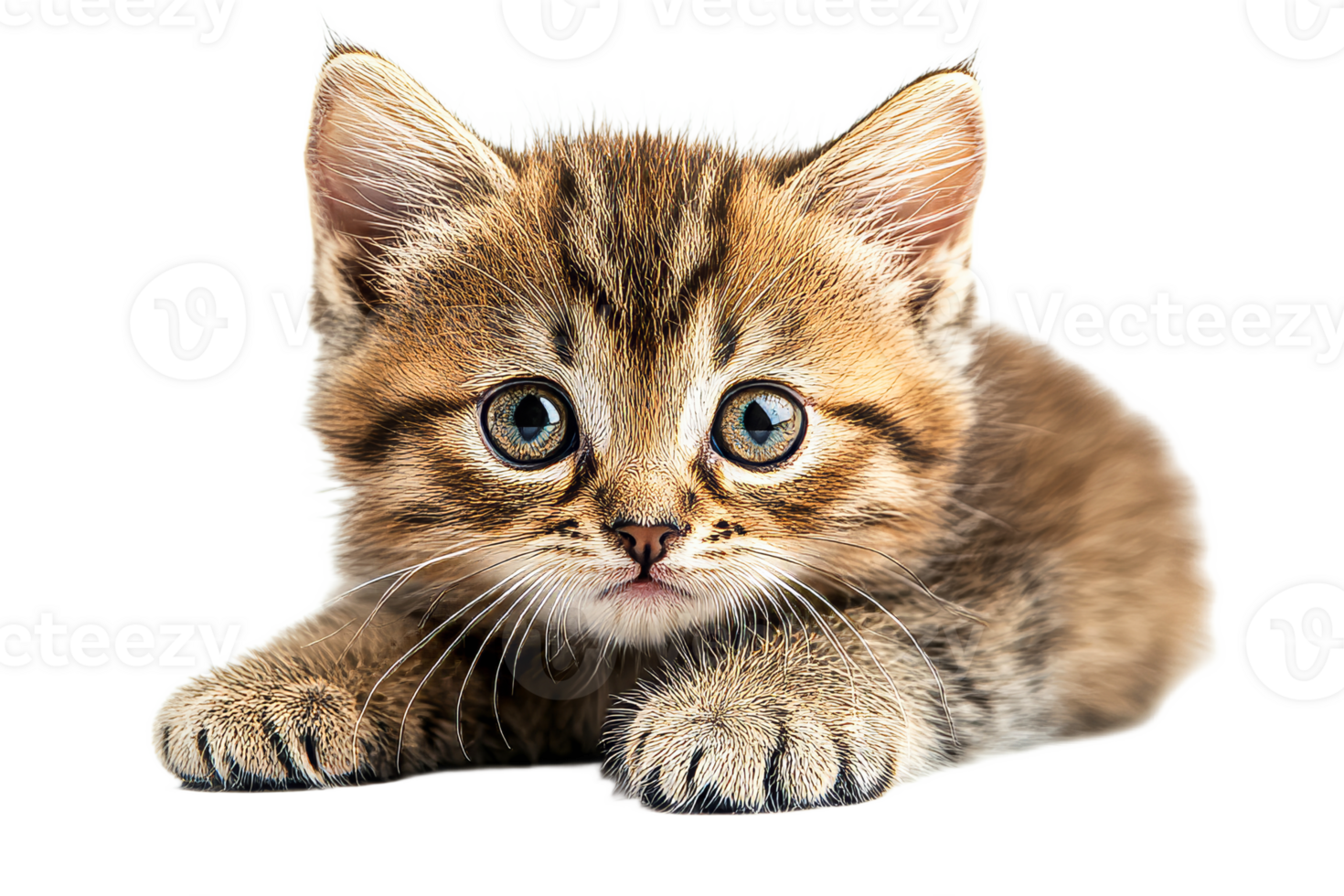 Cute tabby kitten lying on transparent background png