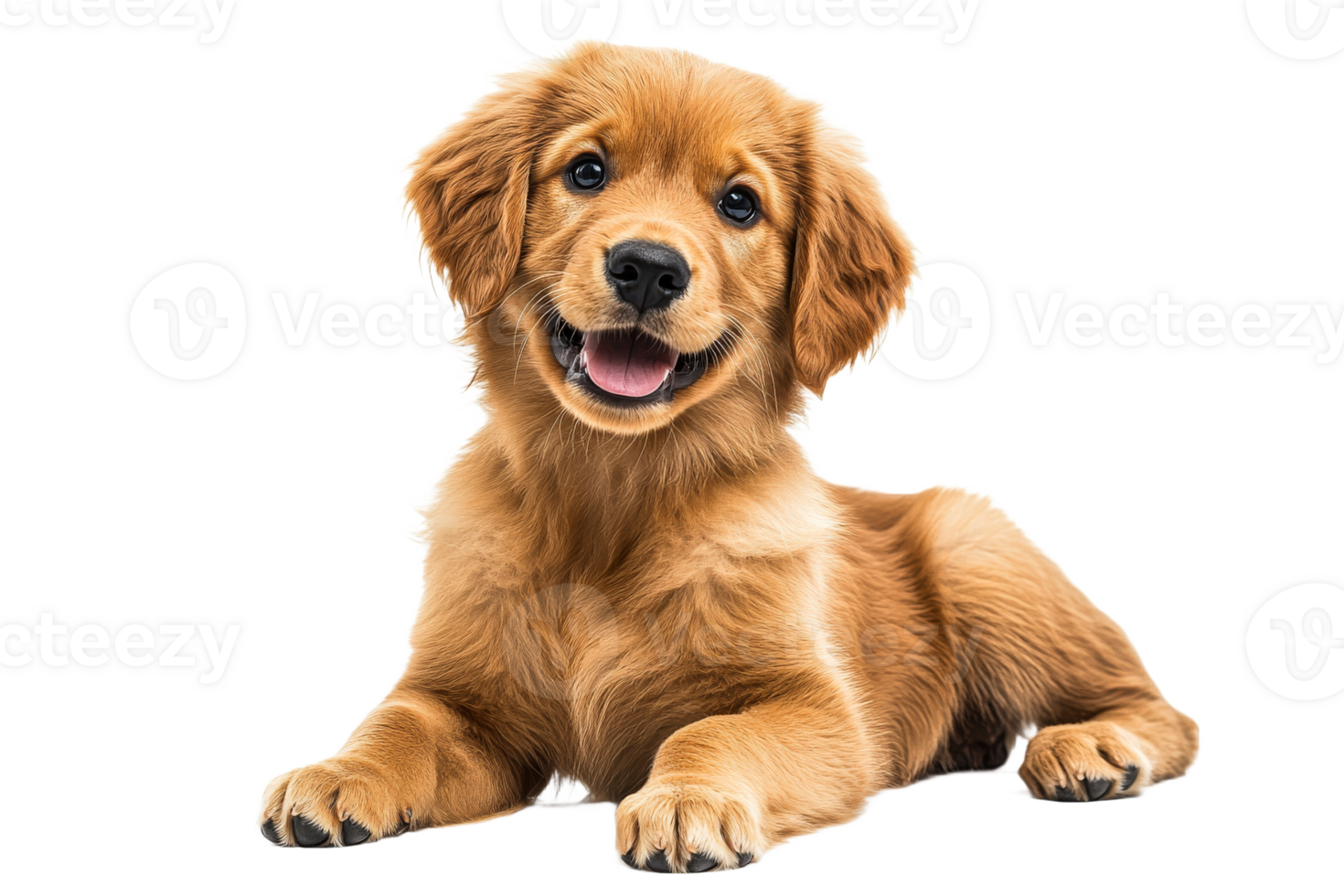 Cute golden retriever puppy relaxing and smiling png