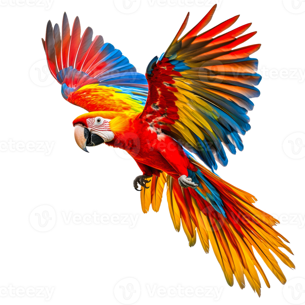 Colorful macaw soaring in bright flight png