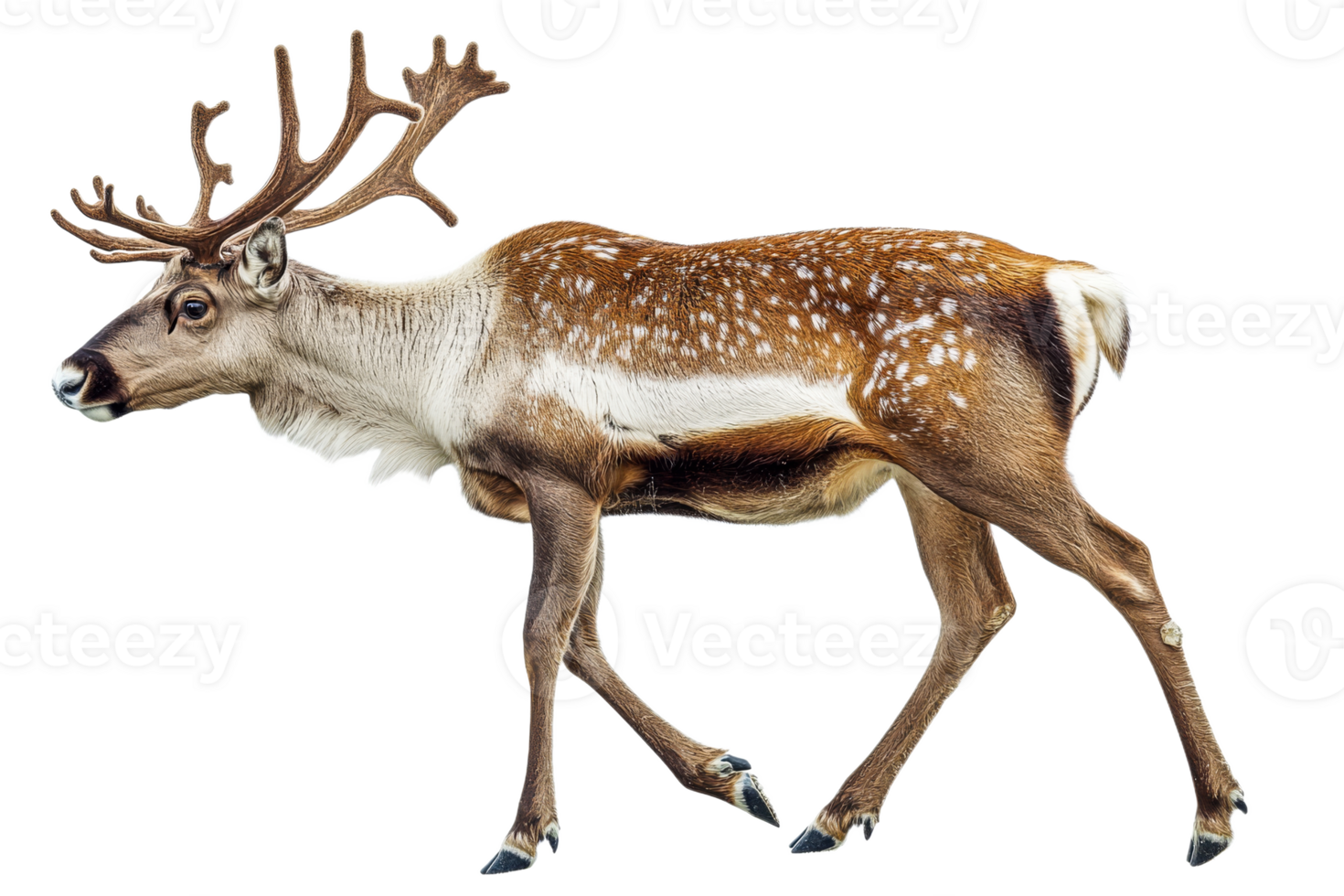 Beautiful reindeer walking on a transparent background png