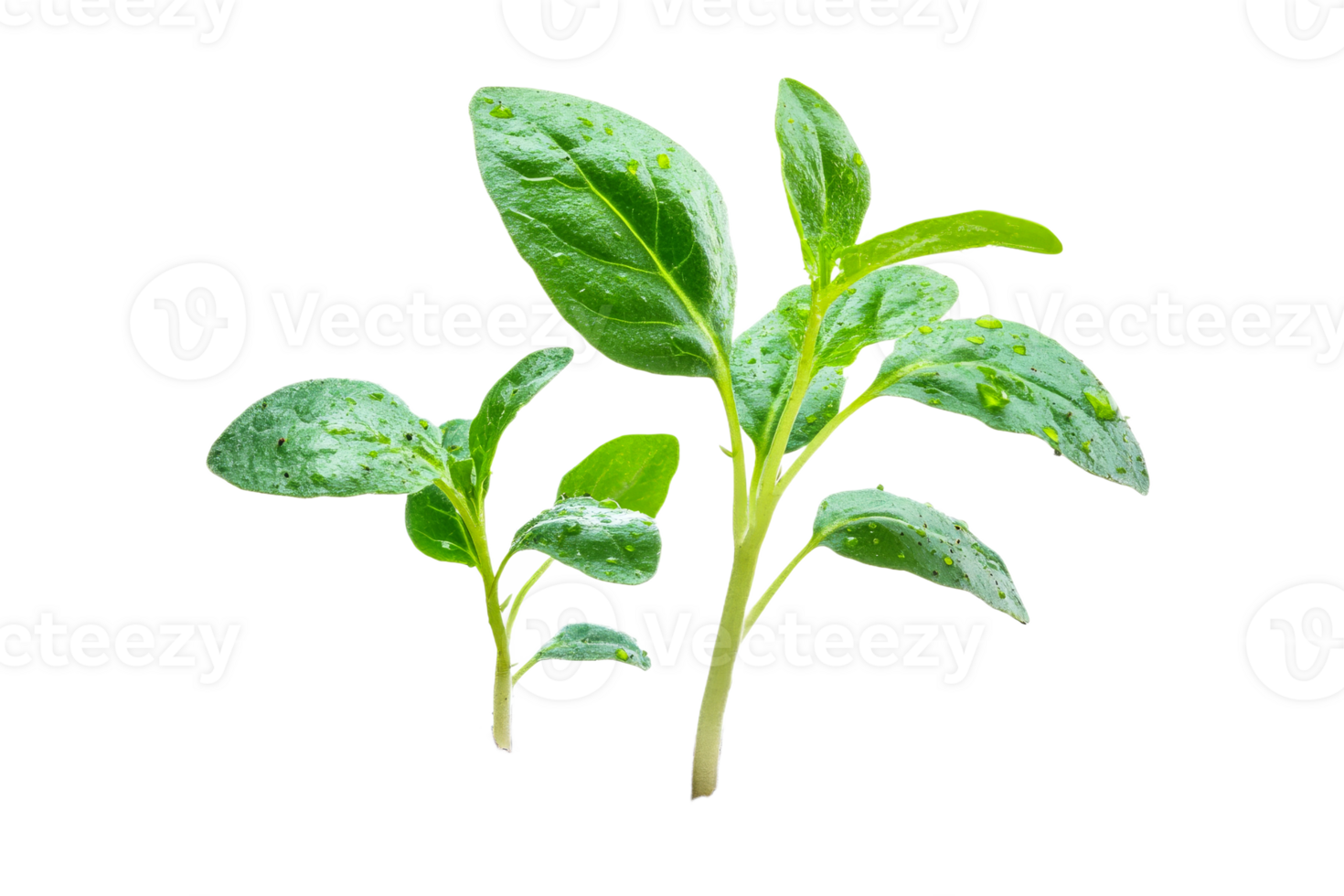 Basil leaves with droplets on clear background png