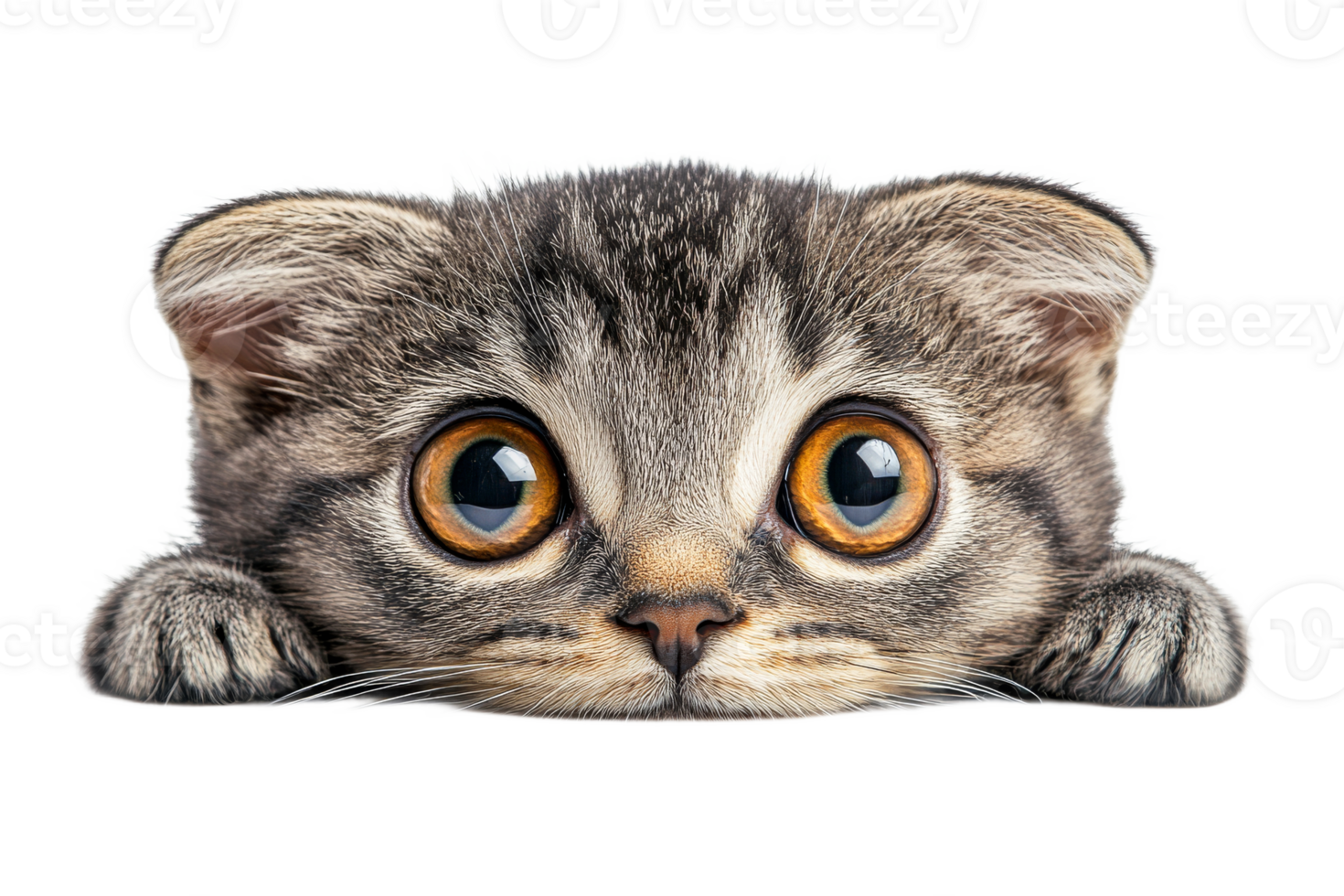 Curious kitten peeking with large eyes and soft fur png