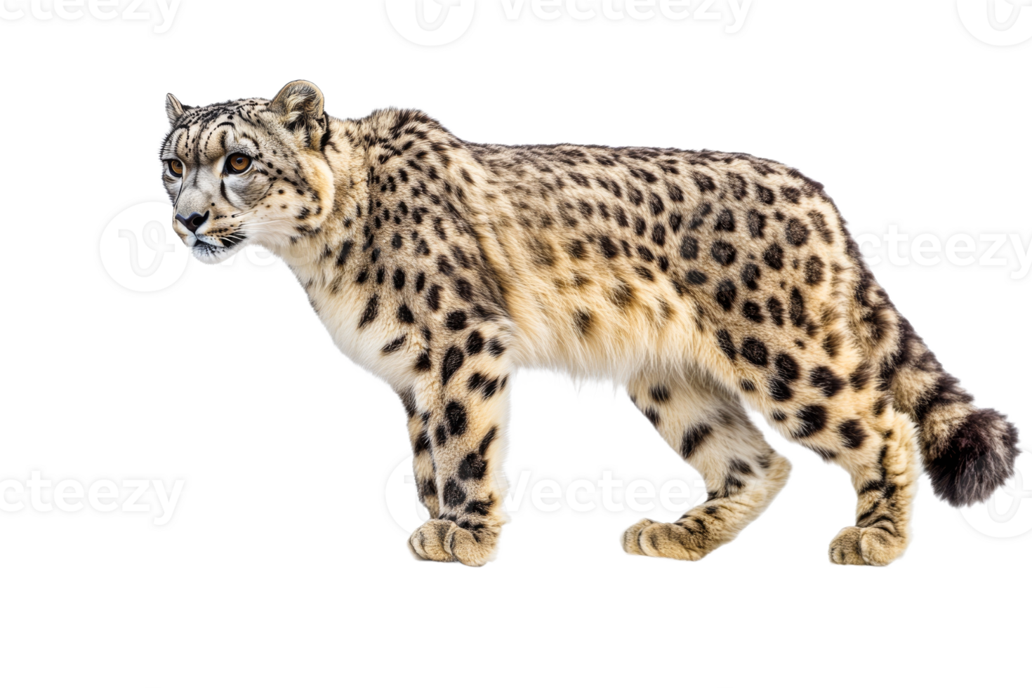 Snow leopard walking on transparent background png