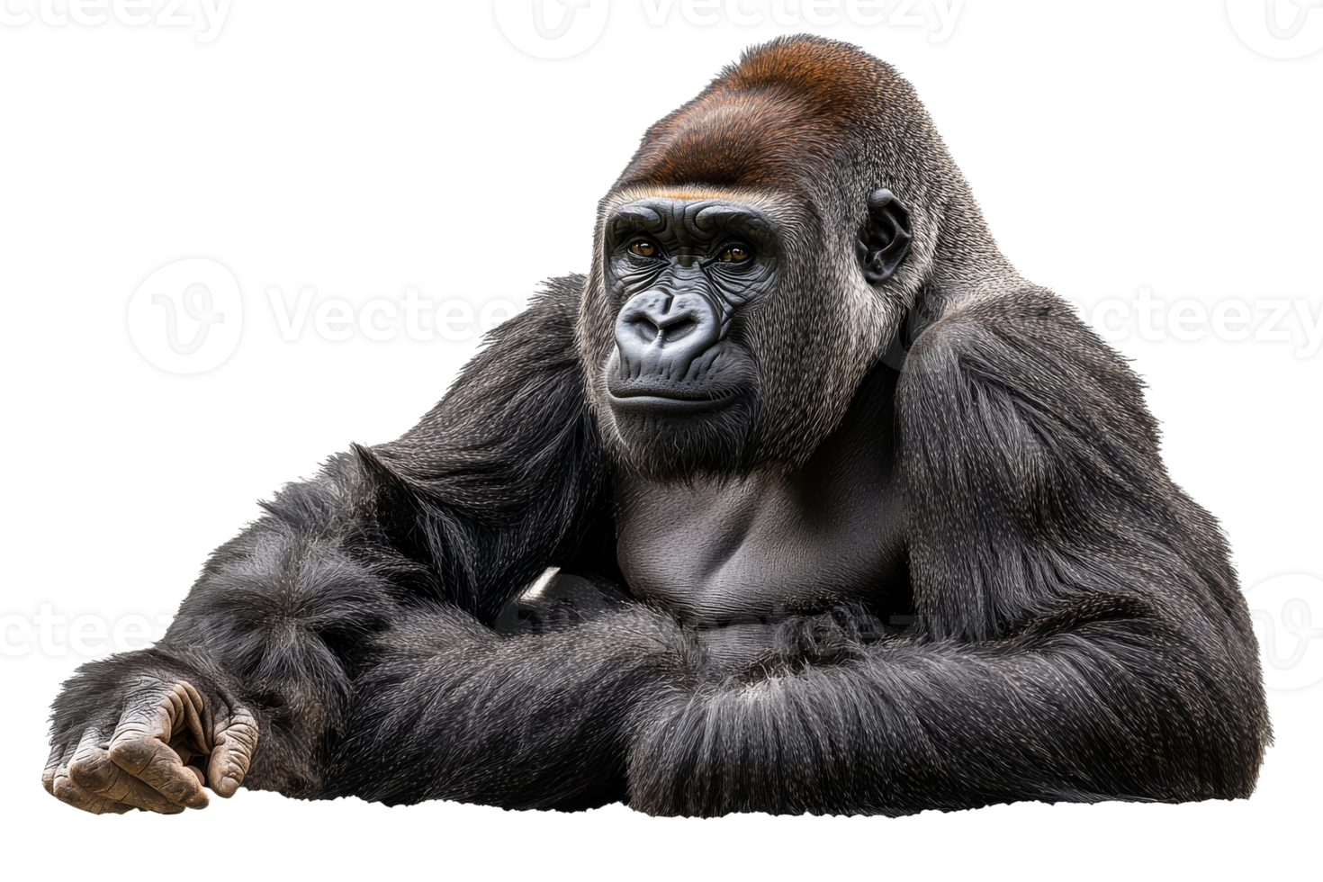 Majestic gorilla resting calmly with a thoughtful gaze png