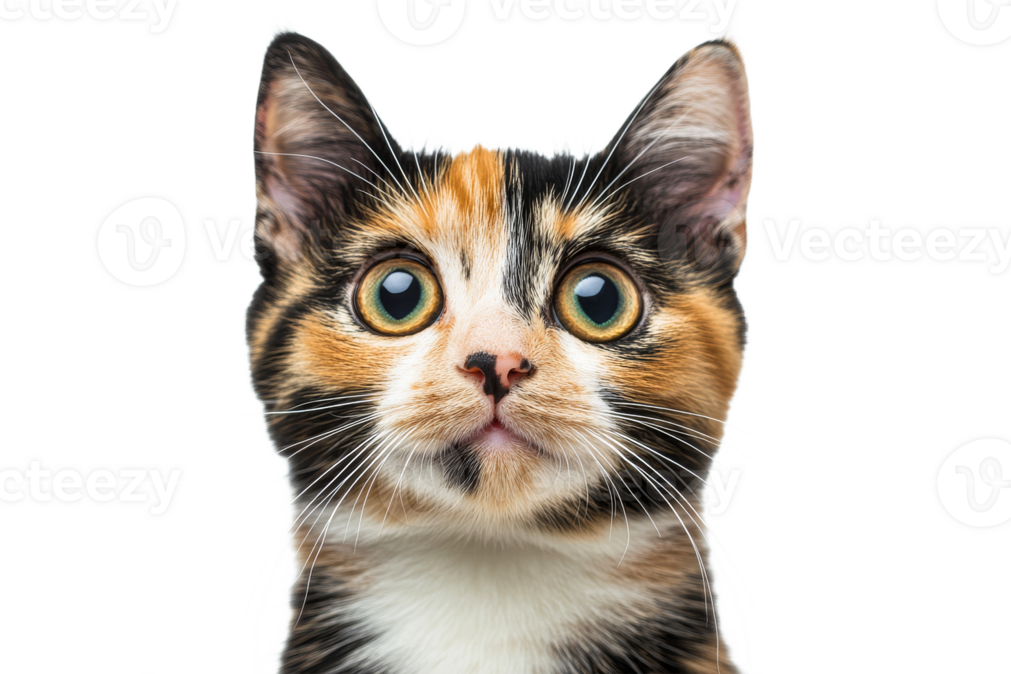 Calico cat with big eyes on clear background png