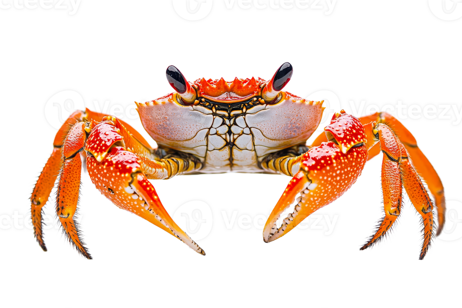 Colorful crab with detailed shell against white background png