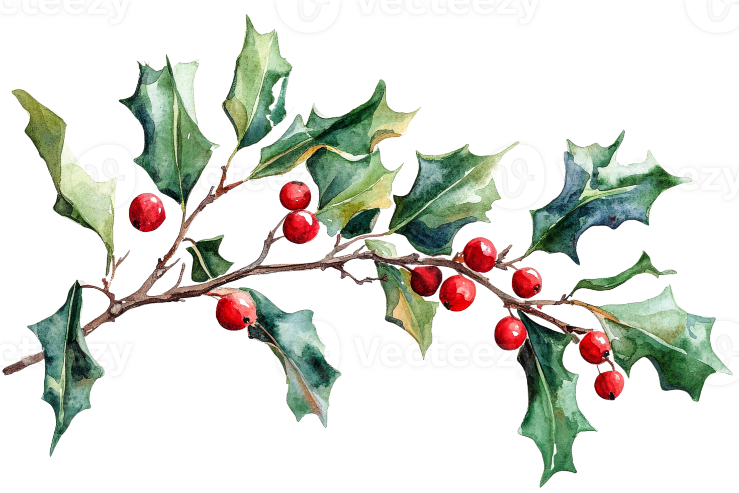 Holly branch with bright red berries and green leaves png