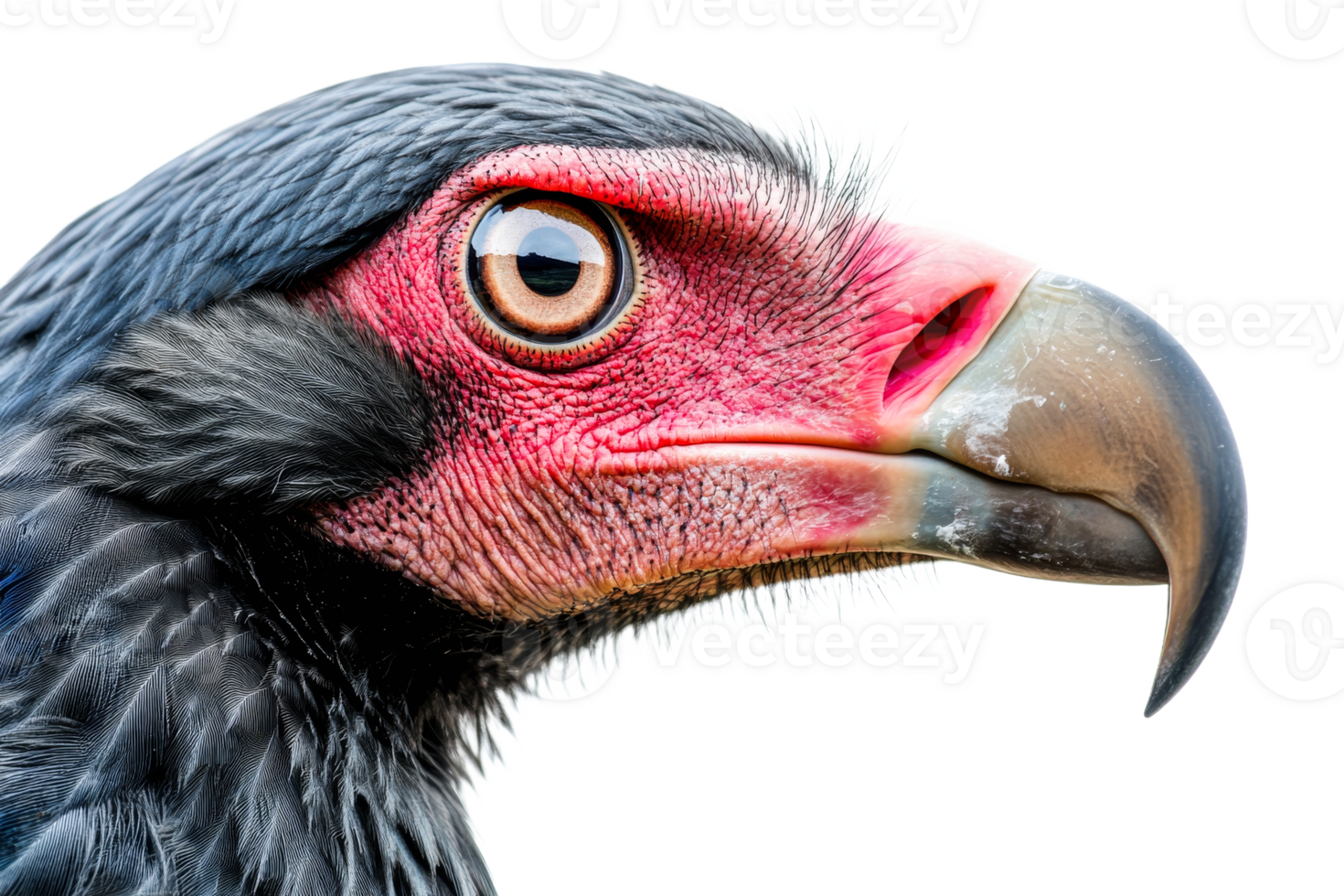 Large bird of prey with striking features and colors png