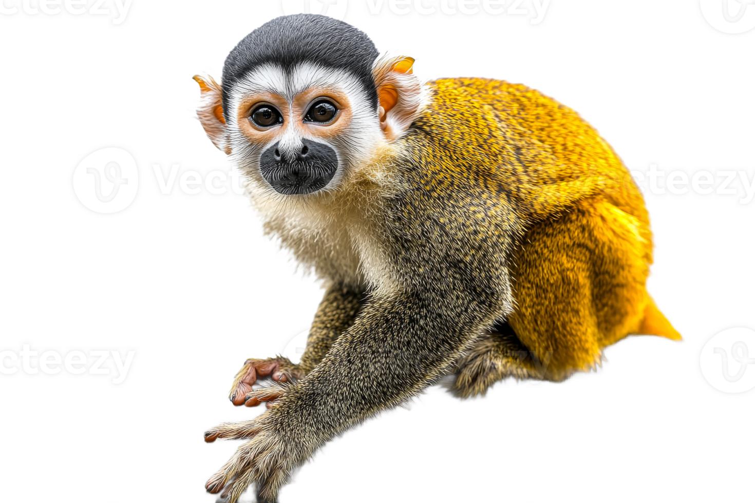 Golden furred monkey with marked face, transparent bg png