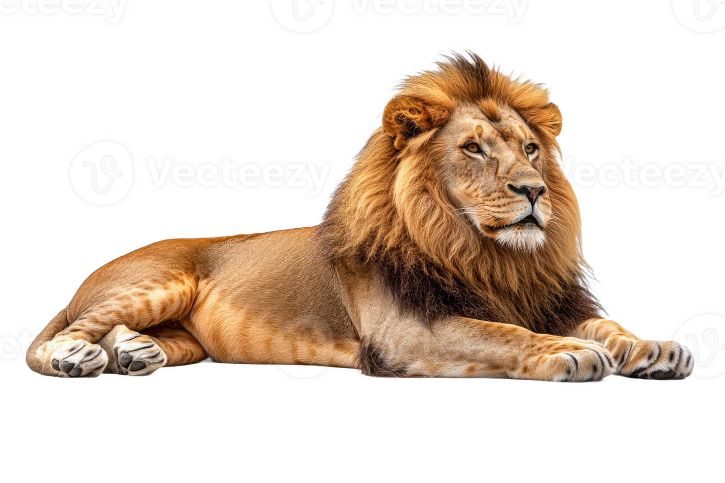 Majestic lion resting peacefully in a serene pose png