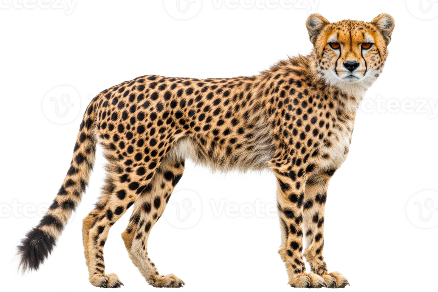 Cheetah standing confidently on a transparent background png