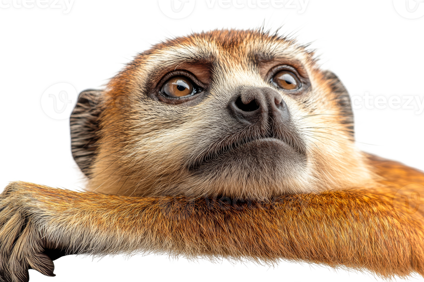 Close up of a meerkat resting with a thoughtful gaze png