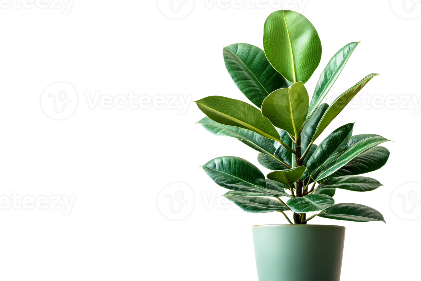Green plant in a minimalist pot on clear background png