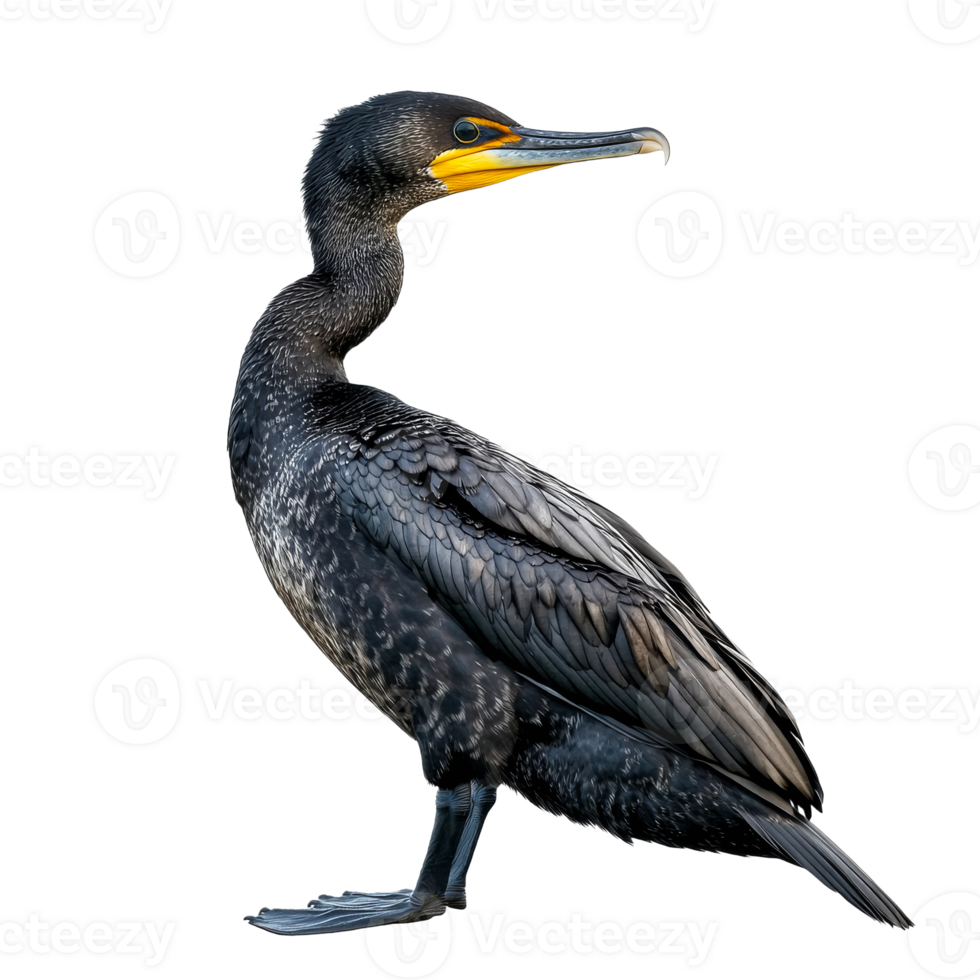 Cormorant bird profile, majestic waterfowl portrait, cut out transparent png