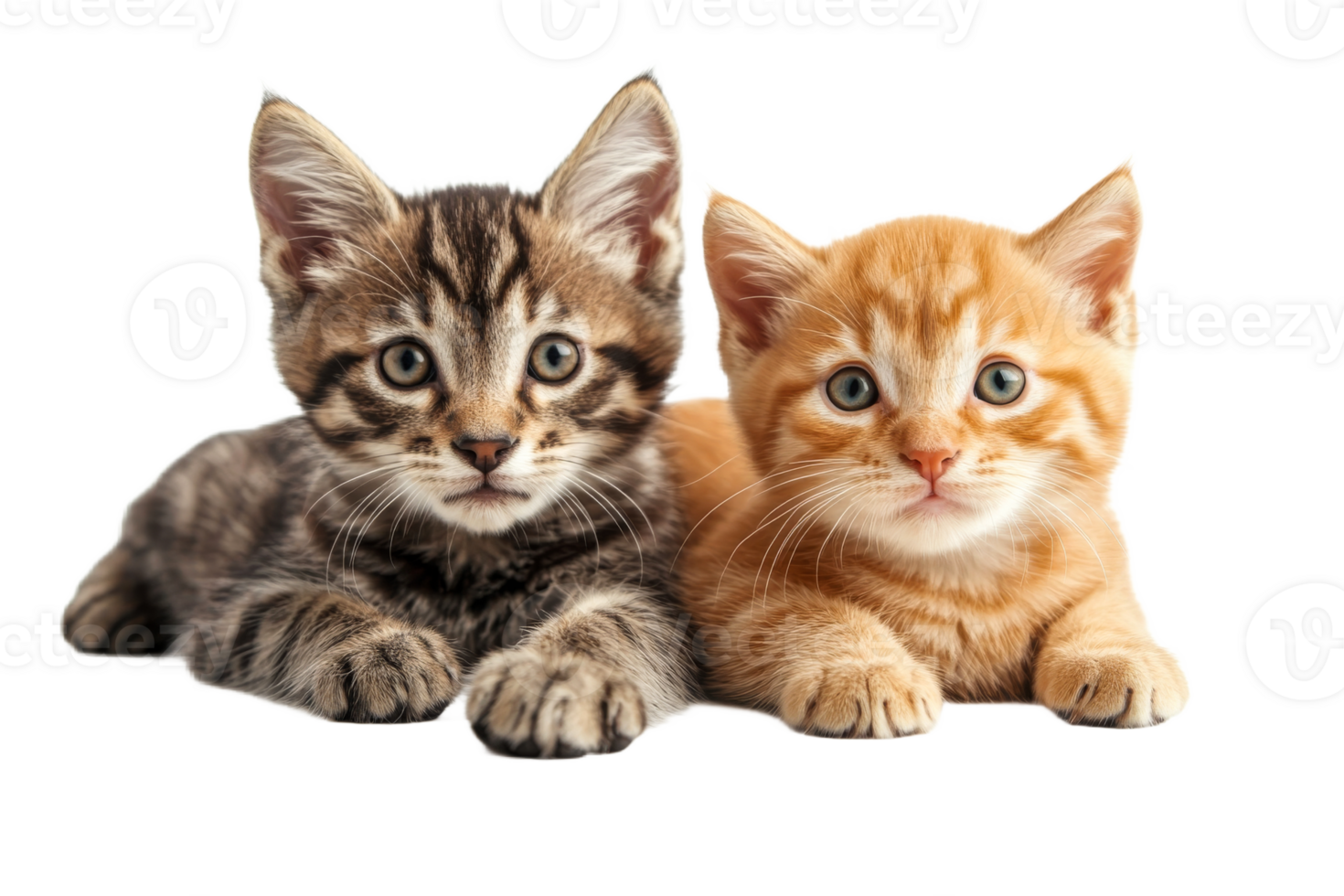 Two adorable kittens, lying together, looking forward, cut out transparent png