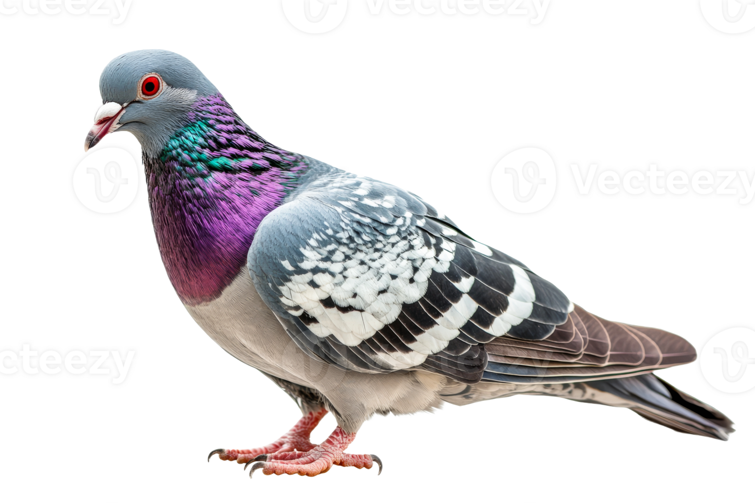 Isolated iridescent pigeon with detailed feathers, cut out transparent png