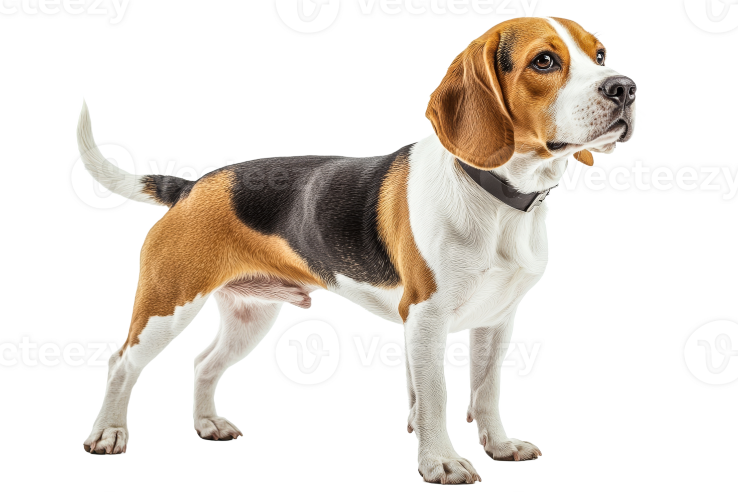 Beagle dog stands confidently on black, cut out transparent png