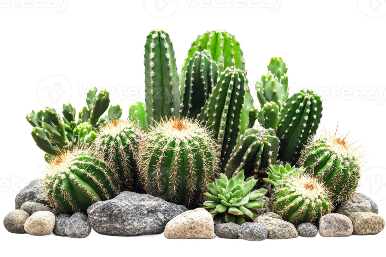 Cactus arrangement with succulent and rocks, cut out transparent png