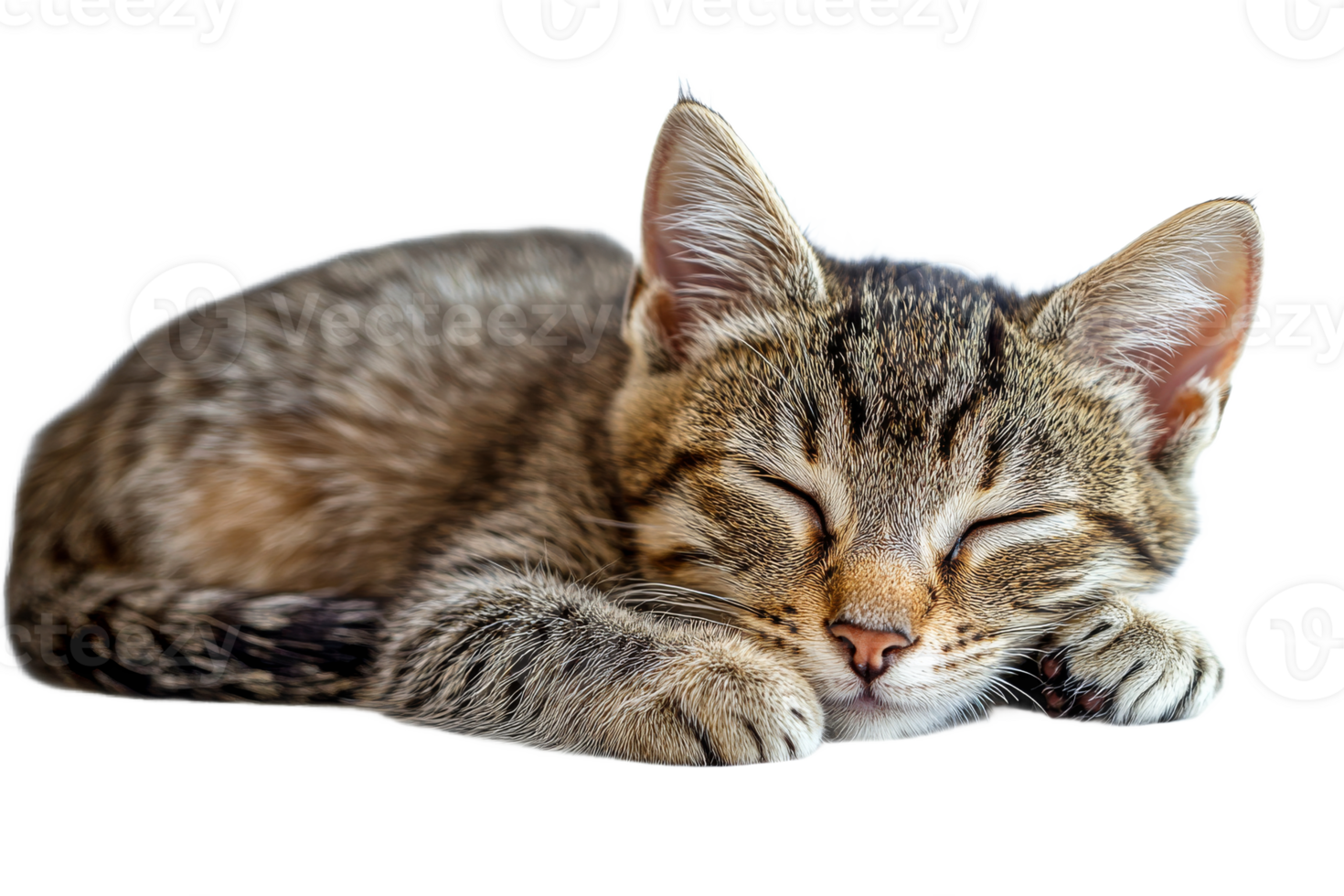 Adorable tabby kitten sweetly sleeping, curled up, cut out transparent png