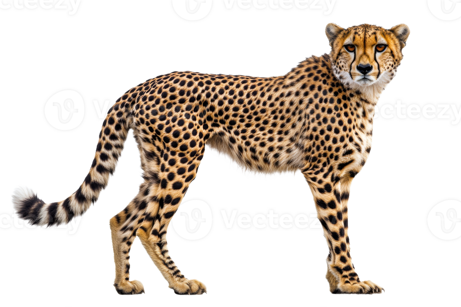 Majestic cheetah stands proud, showcasing its striking spots, cut out transparent png