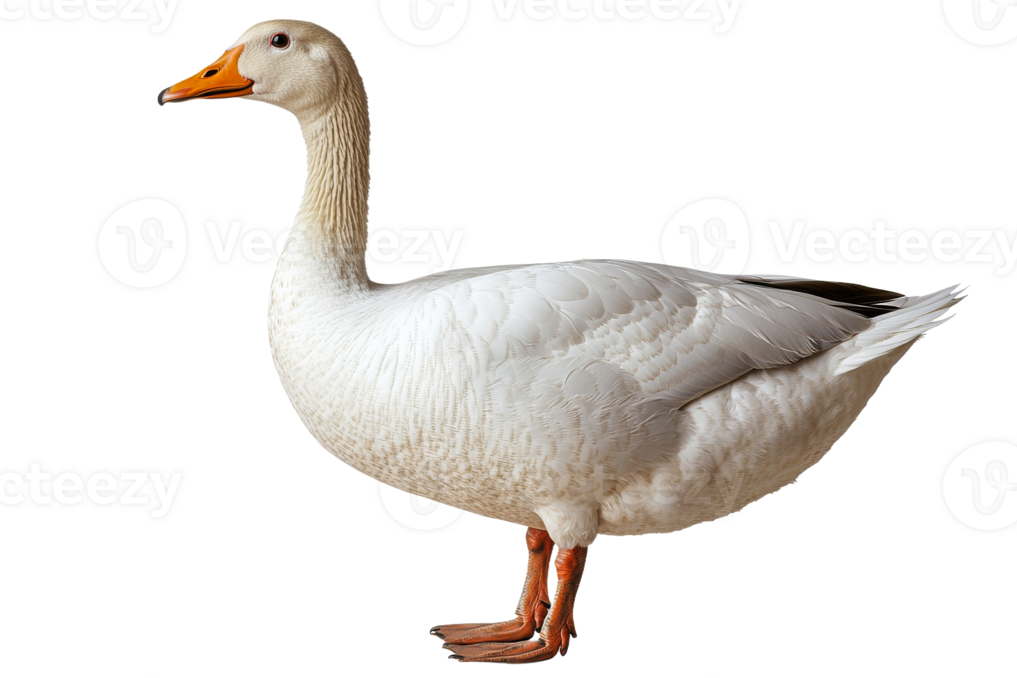 Elegant White Goose Standing Profile Isolated, cut out transparent png