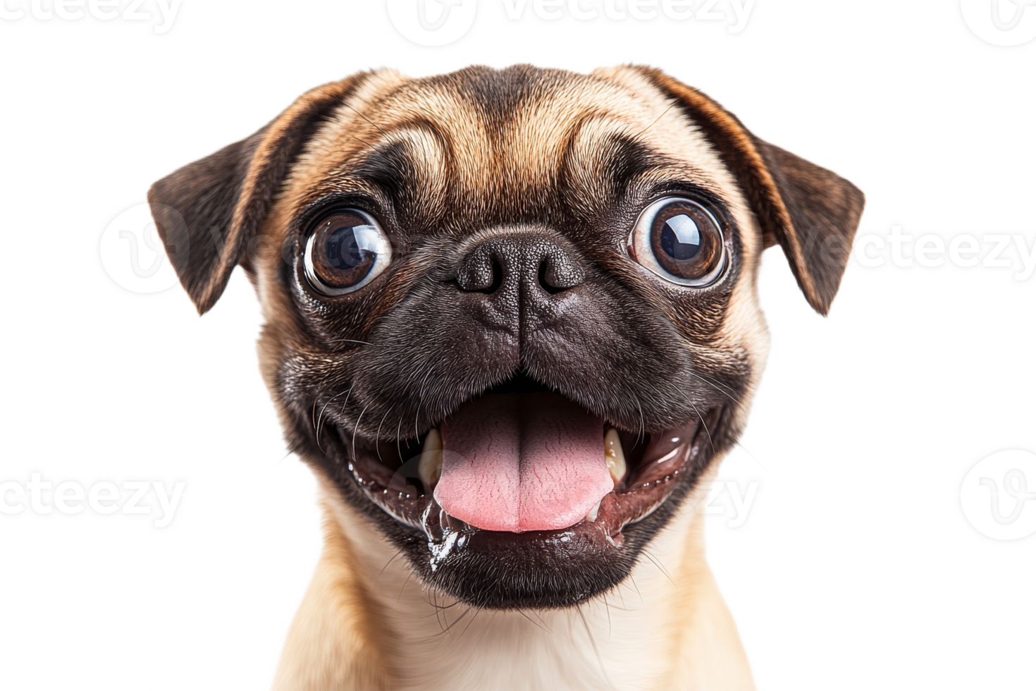 Joyful pug portrait, dog with big eyes and tongue, cut out transparent png