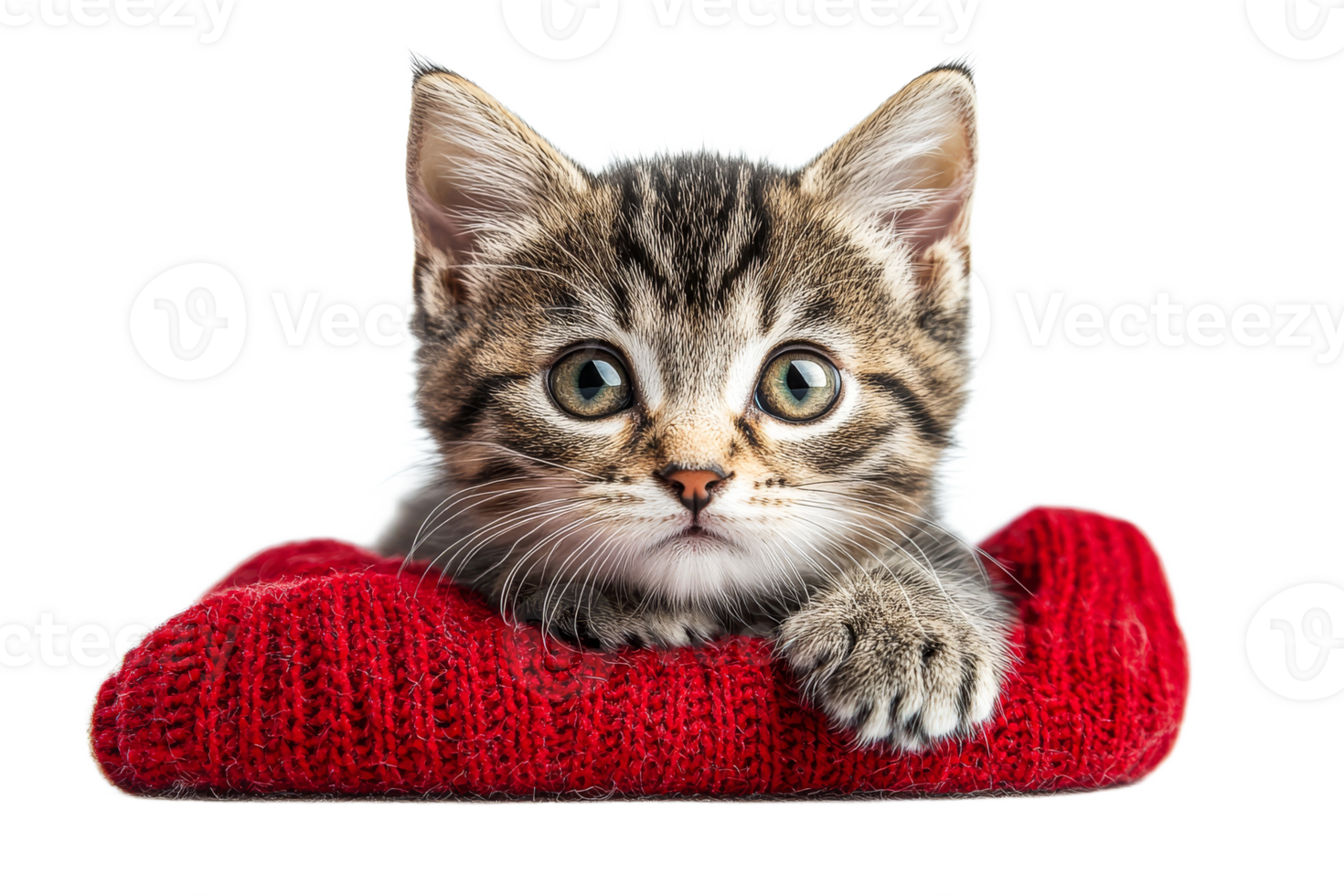 Striped kitten rests in red knitted bed, cut out transparent png