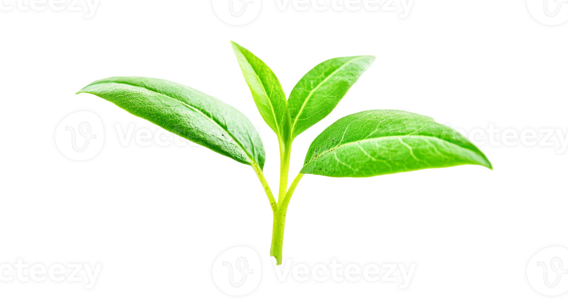 Sprout with three leaves growing on black backdrop , cut out transparent png
