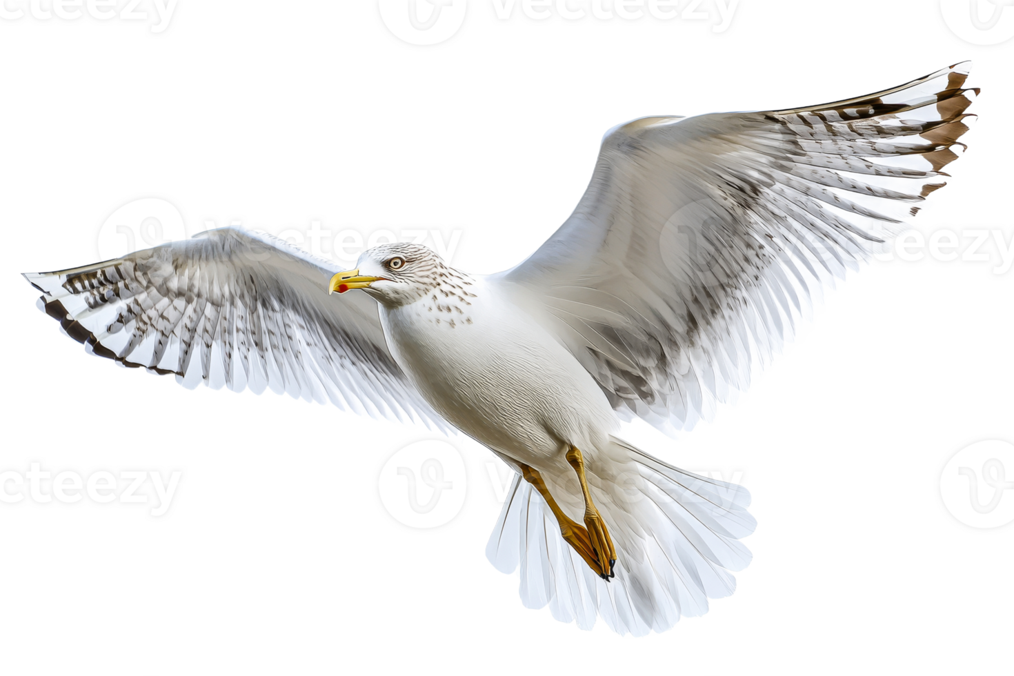 Seagull soars with wings wide open against background, cut out transparent png