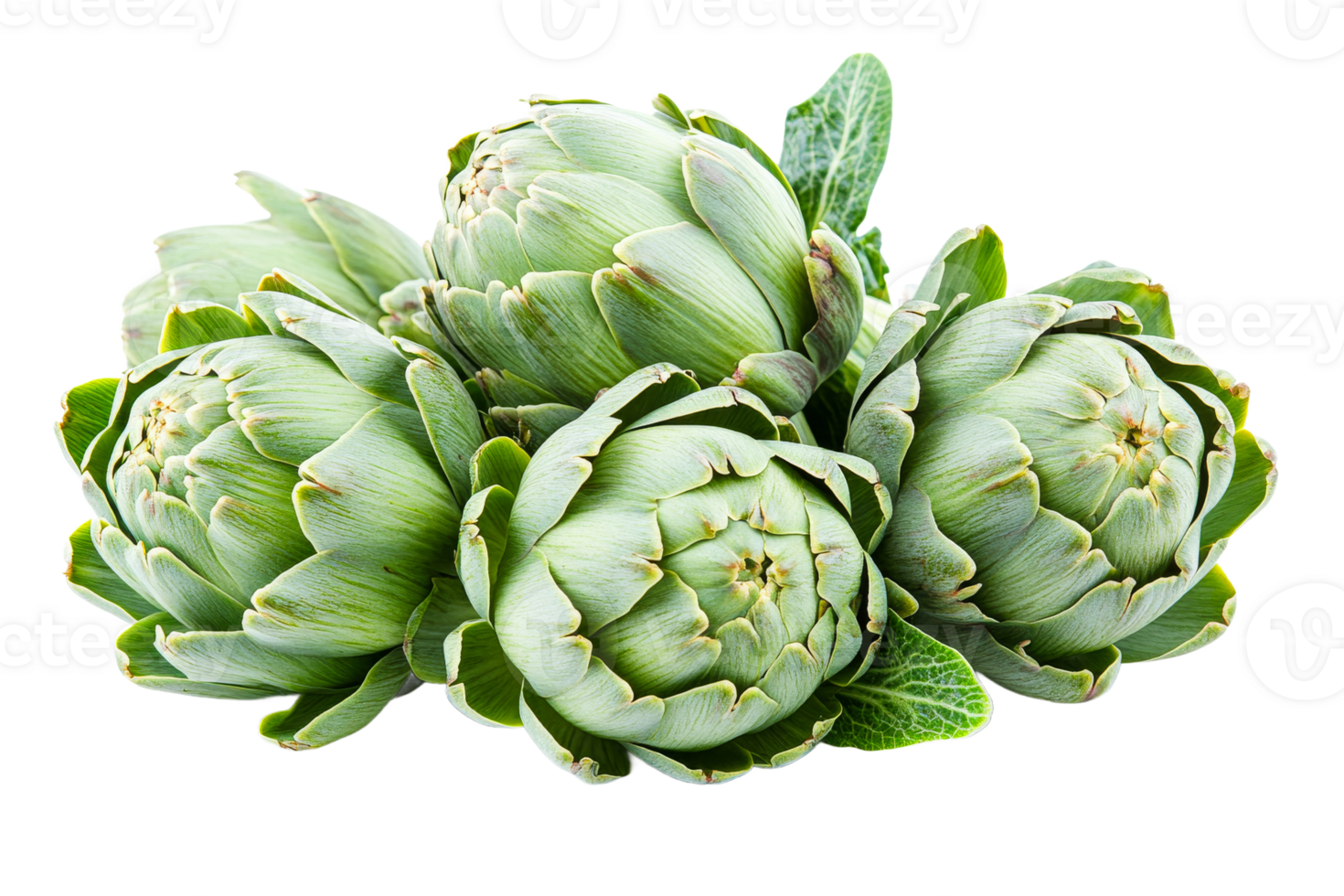 Fresh artichokes close-up, healthy food, isolated delicacy, cut out transparent png