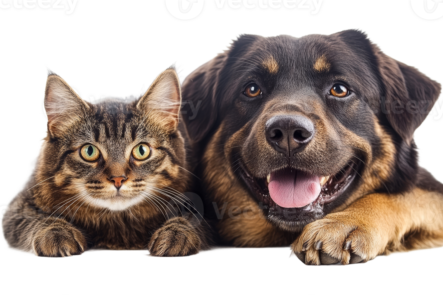Rottweiler dog and tabby cat posing together, cut out transparent png