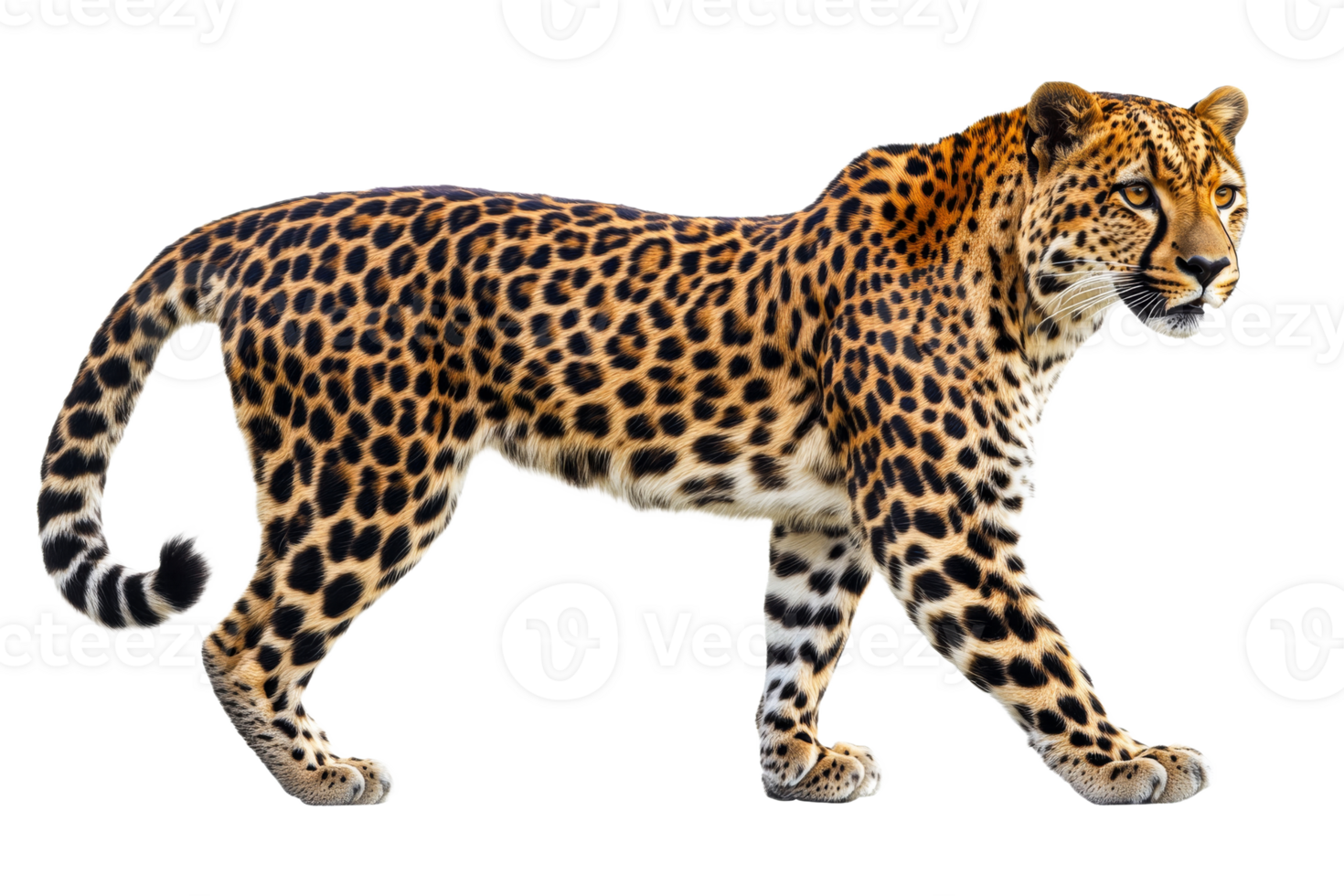 Majestic leopard with distinctive spots and black tail, cut out transparent png