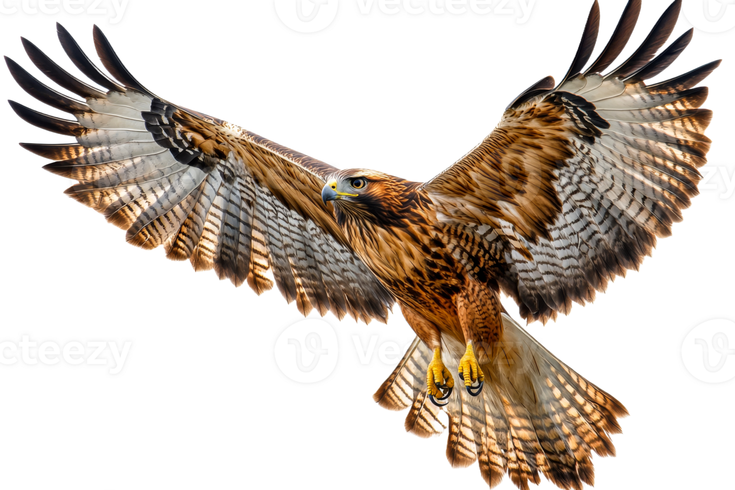 Flying golden eagle with spread wings, predator bird , cut out transparent png