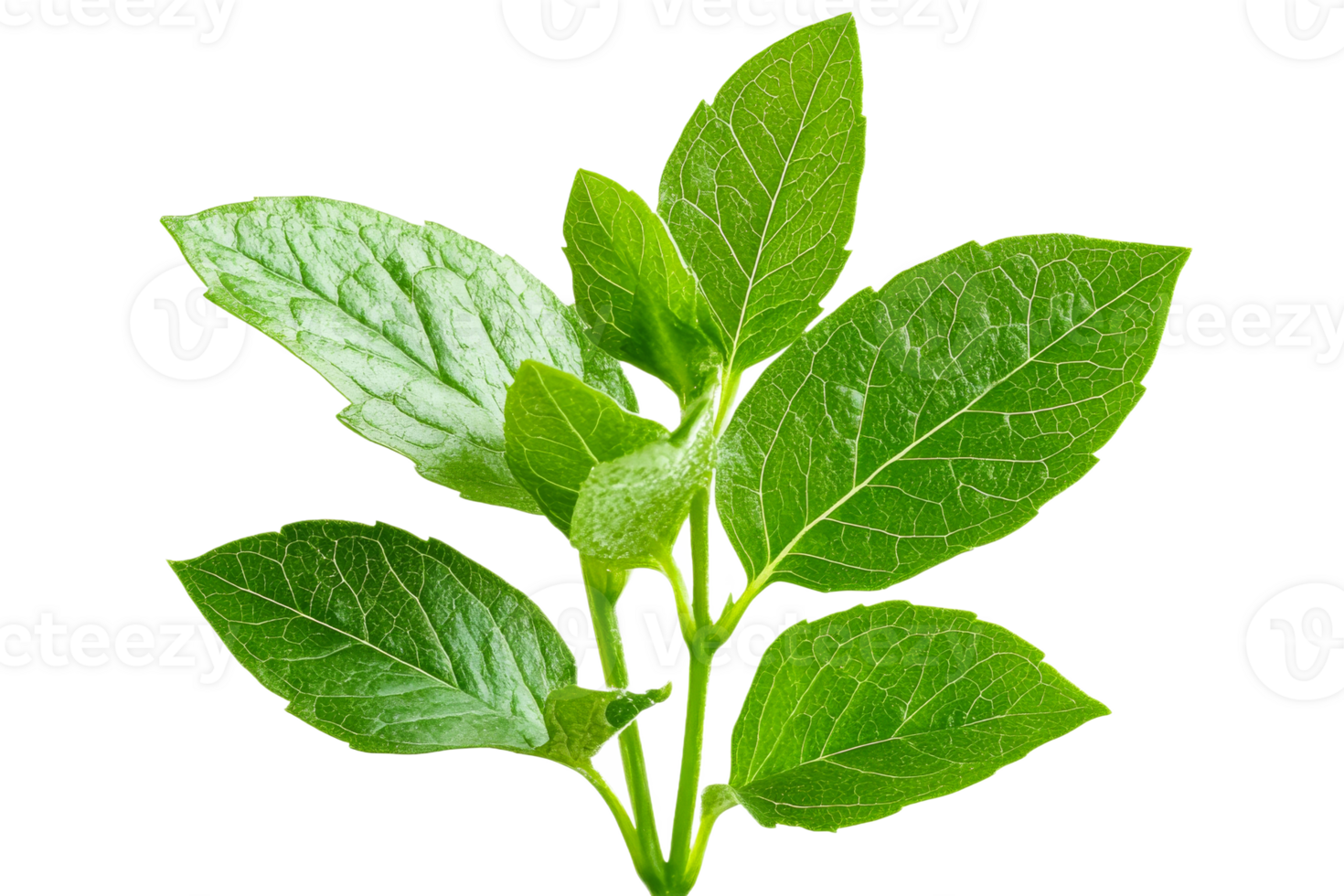 Vibrant green plant leaves, foliage on a black background, cut out transparent png