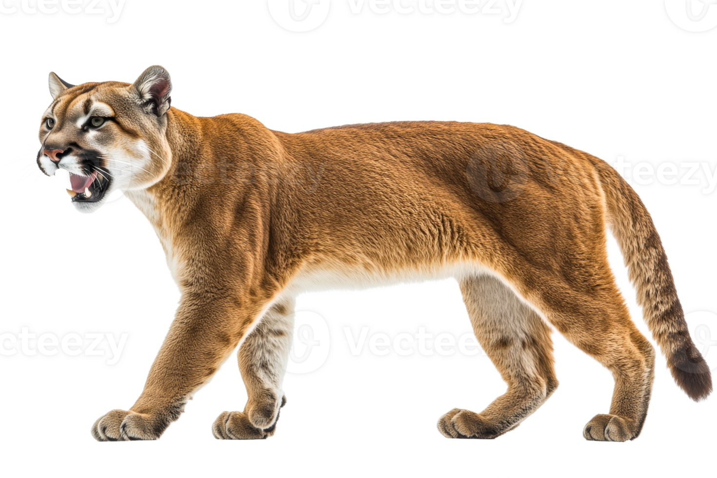 Male Cougar walking and open mouth, isolated on a transparent background, cut out transparent png