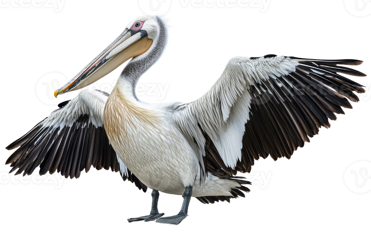 Pelican spreads wings in graceful pose, isolated, cut out transparent png