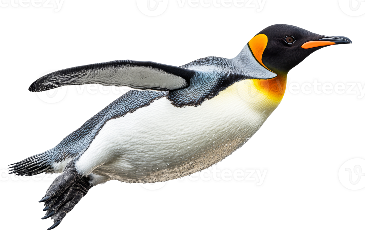 King penguin gracefully glides, outstretched wing, smooth black background, cut out transparent png