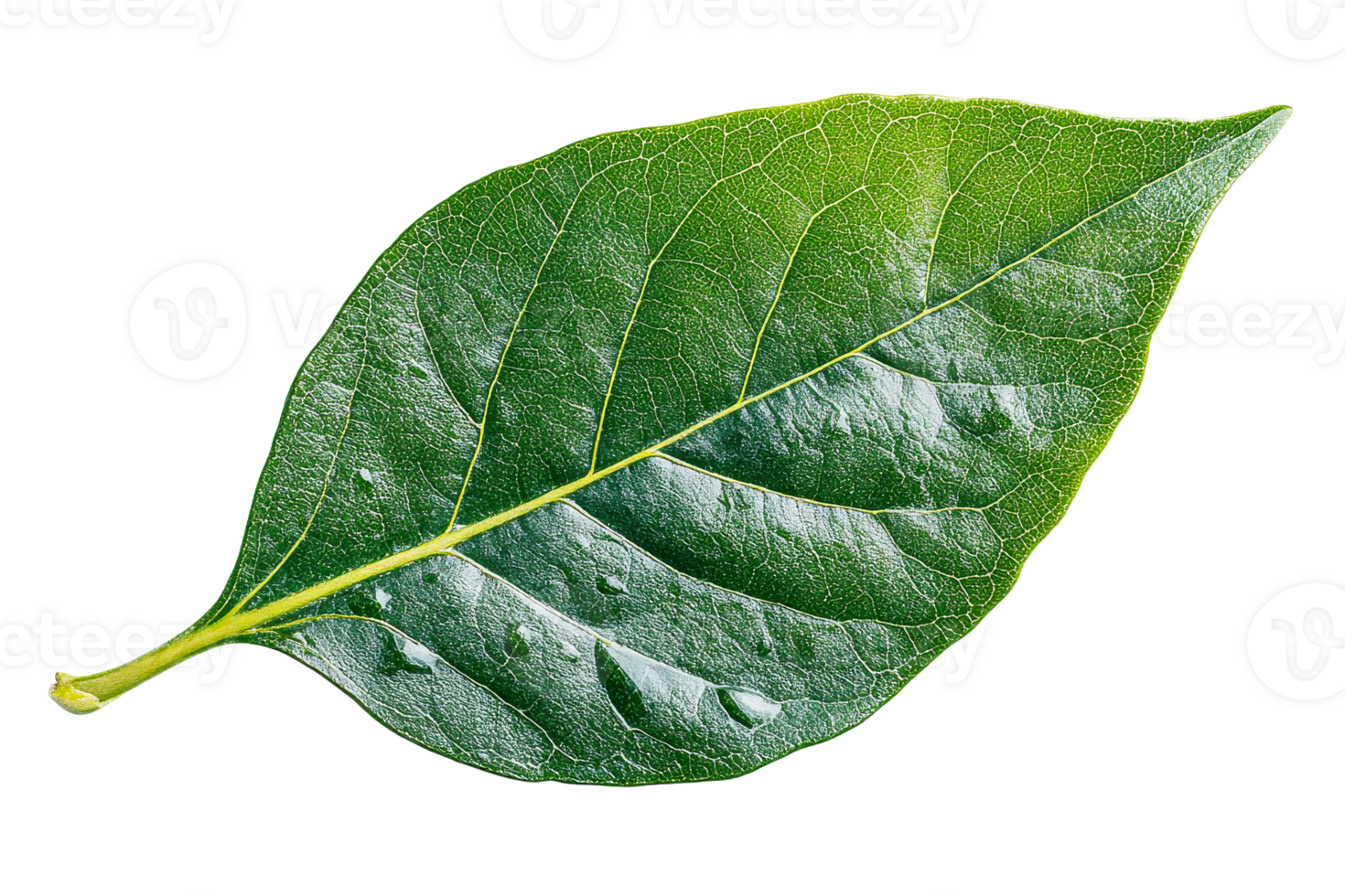 Single green leaf showing textured surface isolated , cut out transparent png