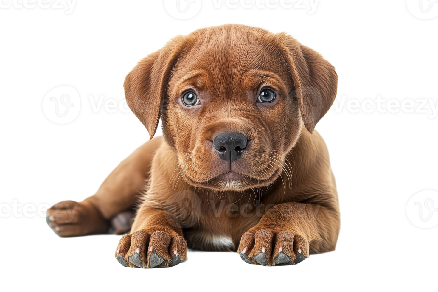 Adorable brown puppy lying down and looking ahead , cut out transparent png