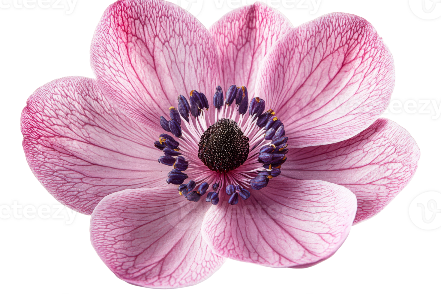 Anemone flower with delicate pink petals, cut out transparent png