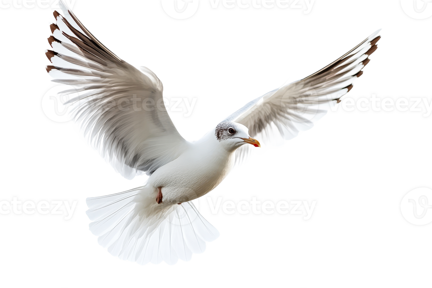 Seagull in flight with spread wings against black background, cut out transparent png